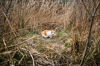 Orange and white cat sitting in tall dry grass