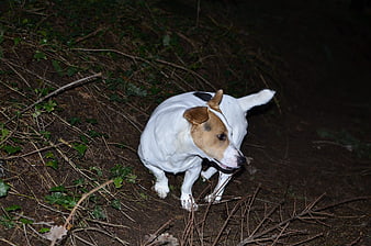 Jack Russell Terrier Dog Walking at Night in Forest