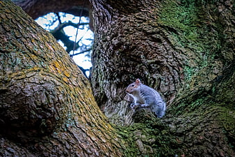 Gray squirrel perched on mossy tree bark in forest