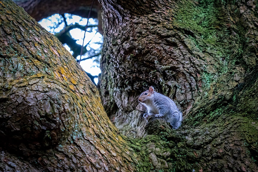 Gray squirrel perched on mossy tree bark in forest