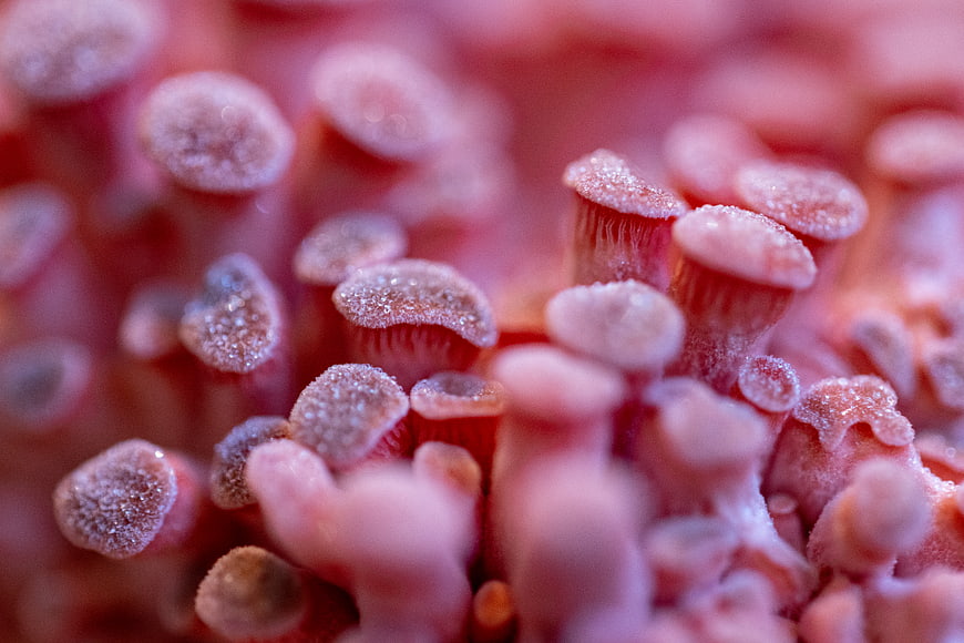 Macro photography of red toxic mushrooms with frosty texture