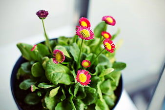 Pink and yellow daisies in a blue pot