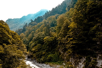 Lush Mountain Forest with River and Tunnel Entrance