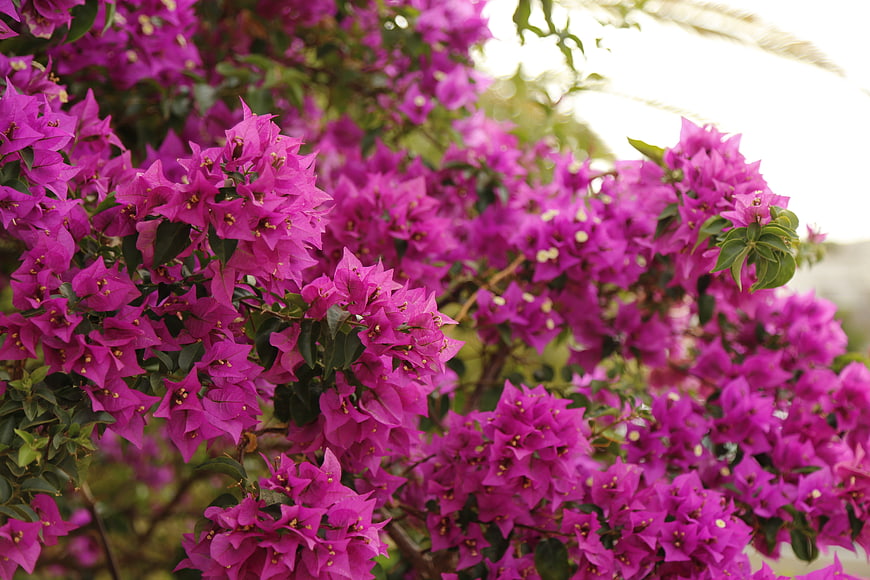 Vibrant purple bougainvillea flowers in full bloom
