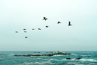 Flock of pelicans flying over rocky ocean coastline