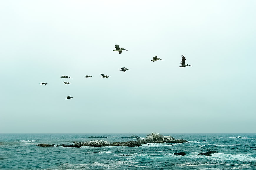 Flock of pelicans flying over rocky ocean coastline