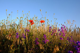 Red Poppies and Purple Wildflowers in a Golden Field