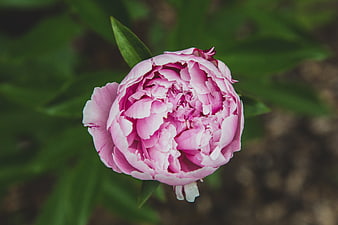 Close-up of a vibrant pink peony flower in bloom