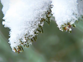 Close-up of Snow-covered Pine Branch in Winter Forest