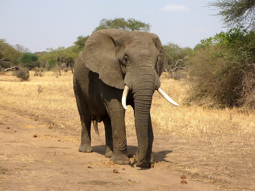 African Bush Elephant Walking on Dirt Road in Savanna