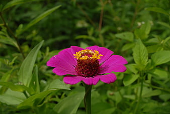 Vibrant Pink Zinnia Flower Close-Up in Green Garden