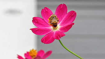 Honey Bee Pollinating Vibrant Pink Cosmos Flower