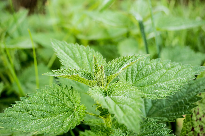 Close-up of fresh green stinging nettle leaves in nature