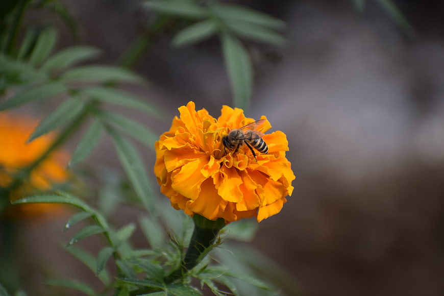 Honeybee Pollinating Vibrant Orange Marigold Flower
