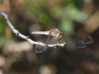 Close-up of a dragonfly perched on a thin branch