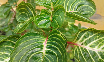 Close-up of Green Nerve Plant Leaves with White Veins
