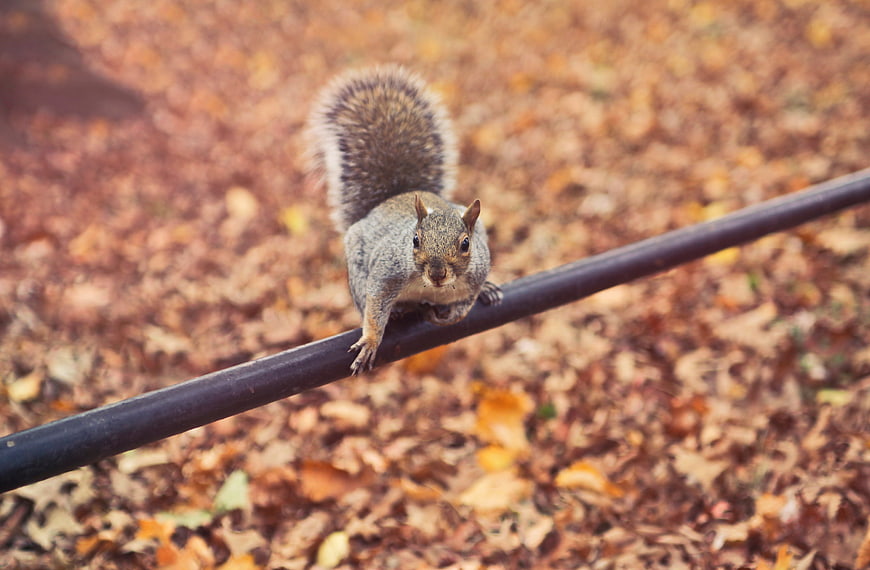 Gray squirrel perched on railing in autumn leaves