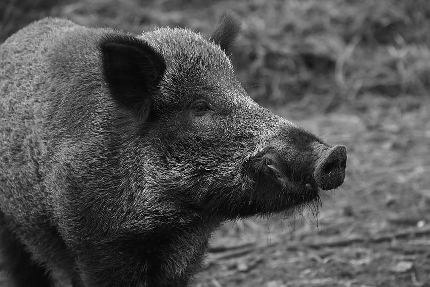 Close-up portrait of a wild boar in black and white
