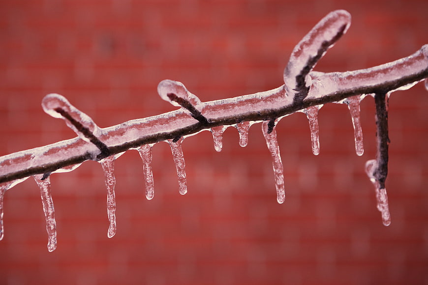 Frozen Branch with Icicles Against Red Brick Wall