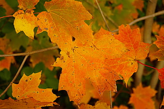 Close-up of vibrant orange maple leaves in autumn