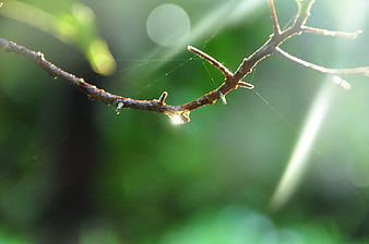 Sunlit twig with spider web in green forest background