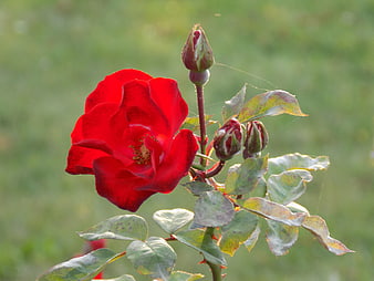 Vibrant Red Rose Bloom with Buds and Green Leaves