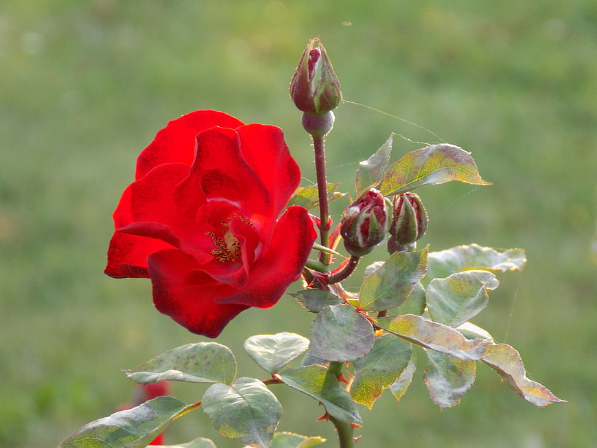 Vibrant Red Rose Bloom with Buds and Green Leaves