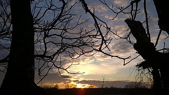 Silhouetted bare tree branches against a dramatic sunset sky