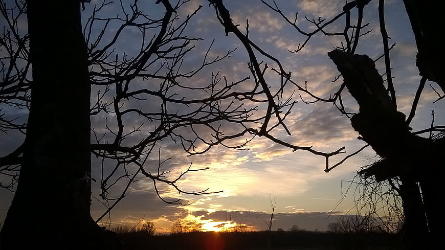 Silhouetted bare tree branches against a dramatic sunset sky