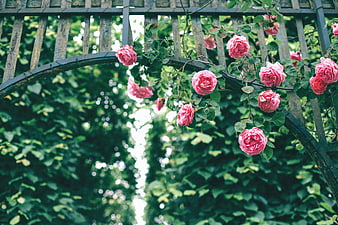 Pink Roses Climbing a Rustic Garden Archway