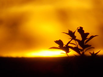 Silhouette of plant against golden sunset sky