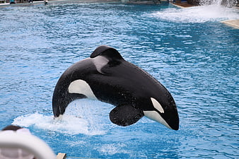 Killer Whale Breaching Out Of Blue Water At Marine Park