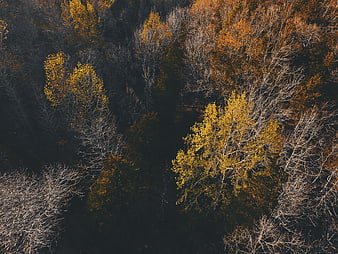 Aerial View of Autumn Forest with Golden and Orange Trees