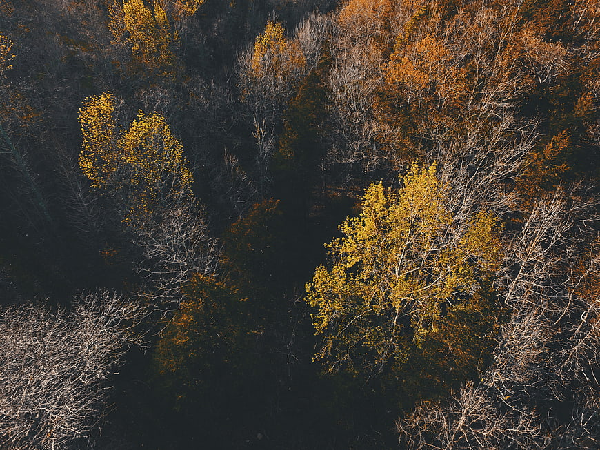Aerial View of Autumn Forest with Golden and Orange Trees