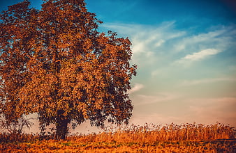 Autumn Tree In Field With Dramatic Blue Sky