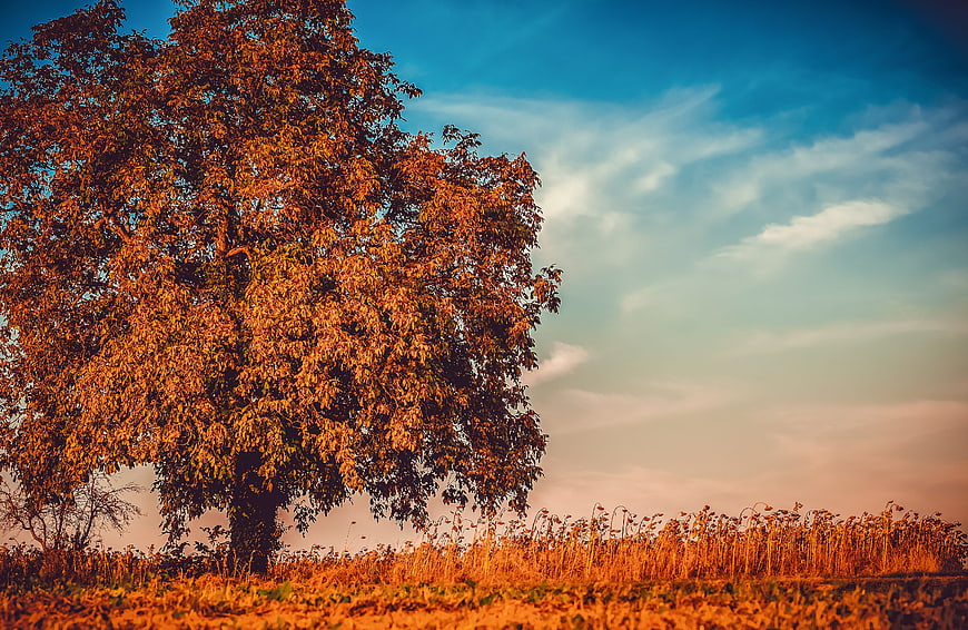 Autumn Tree In Field With Dramatic Blue Sky