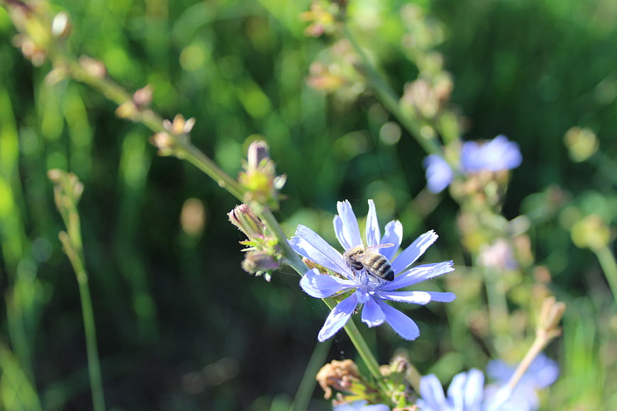 Honeybee Pollinating Blue Chicory Flower in Green Field