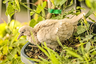 Young dove chick resting in a potted plant