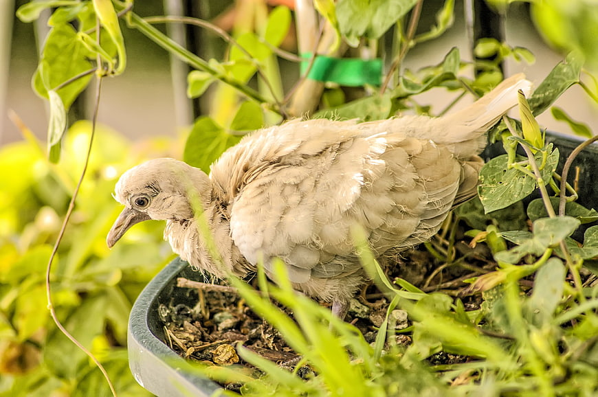 Young dove chick resting in a potted plant