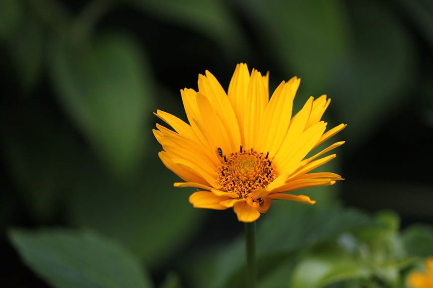 Vibrant Yellow Flower Close-Up with Green Background