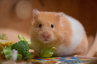Cute Golden Hamster Eating Fresh Vegetables Close Up
