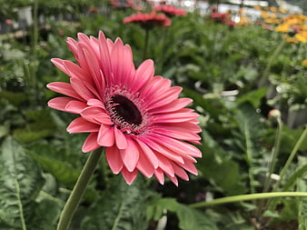Close-up of a vibrant pink gerbera daisy in a garden