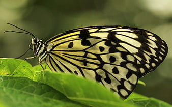 Close-up of Black and White Butterfly on Green Leaf