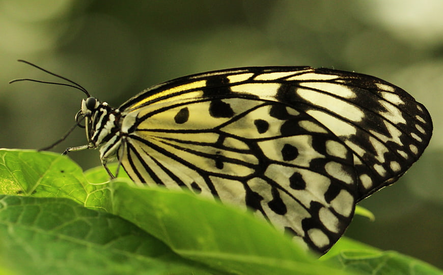 Close-up of Black and White Butterfly on Green Leaf