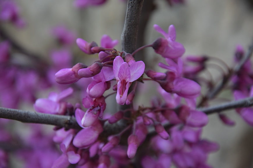 Close-up of vibrant pink redbud flowers on a branch