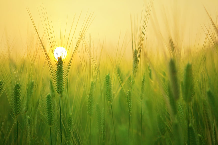 Green Barley Field at Sunrise with Golden Sunlight