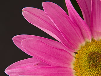 Close-up of Pink Gerbera Daisy Petals on Dark Background