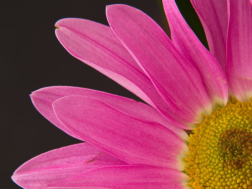 Close-up of Pink Gerbera Daisy Petals on Dark Background