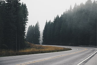 Winding asphalt road through foggy pine forest landscape