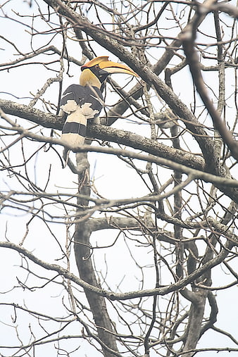 Great Hornbill perched on bare tree branches
